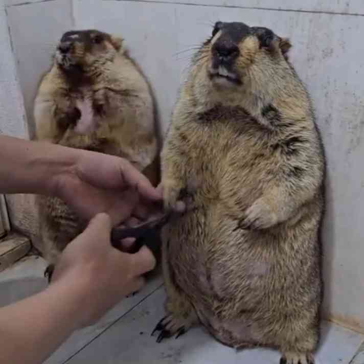 何度見ても飽きない画像を貼るトピ Part10