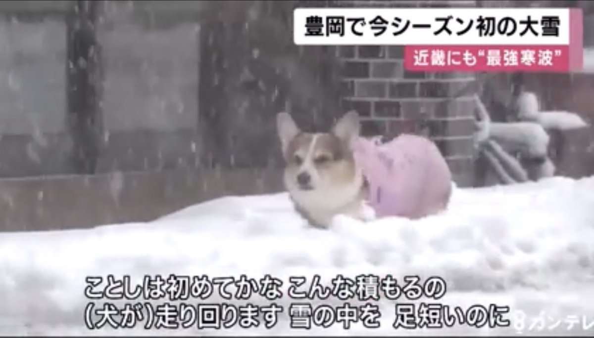 何度見ても飽きない画像を貼るトピ Part10