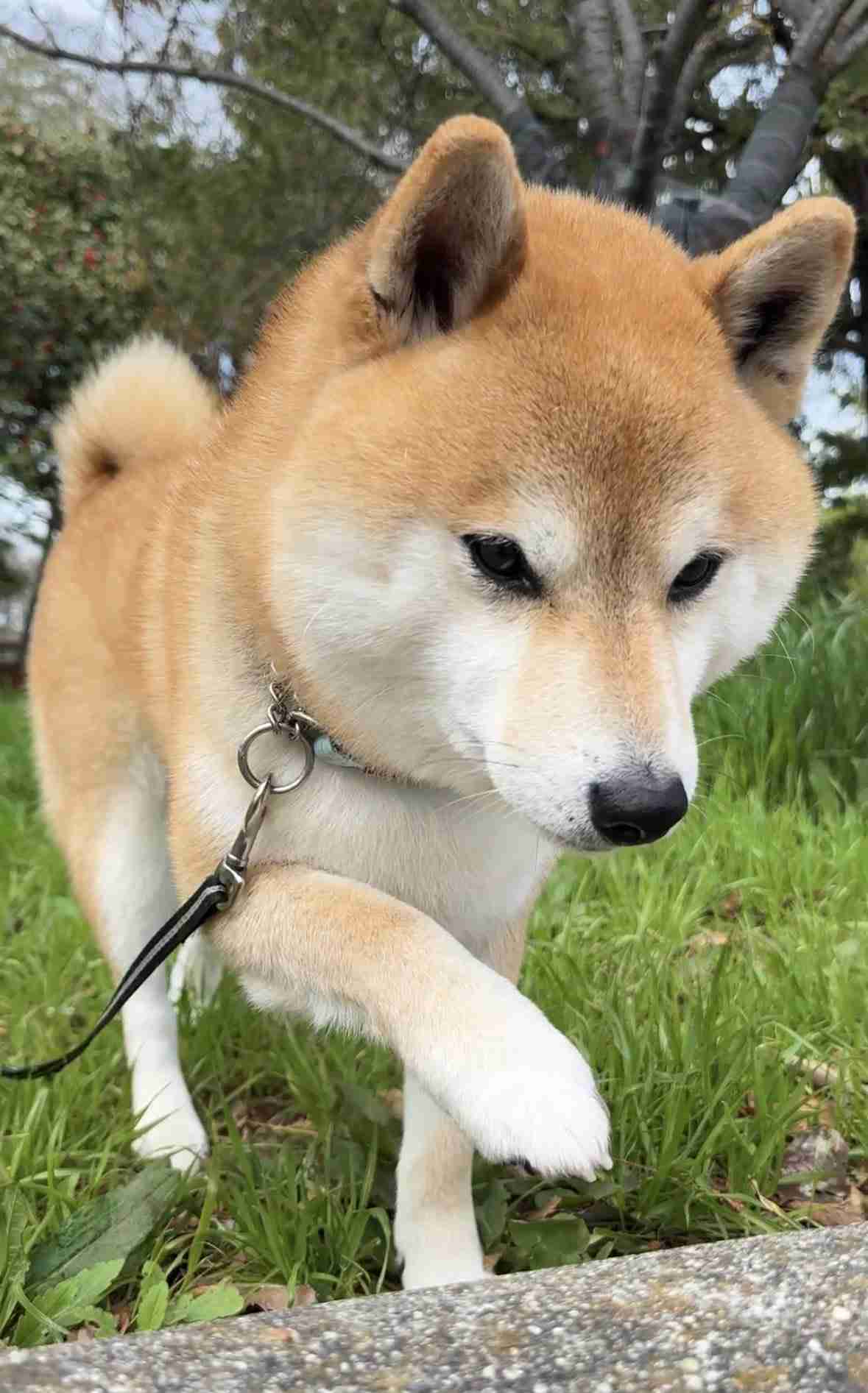 日本人で良かった?🇯🇵