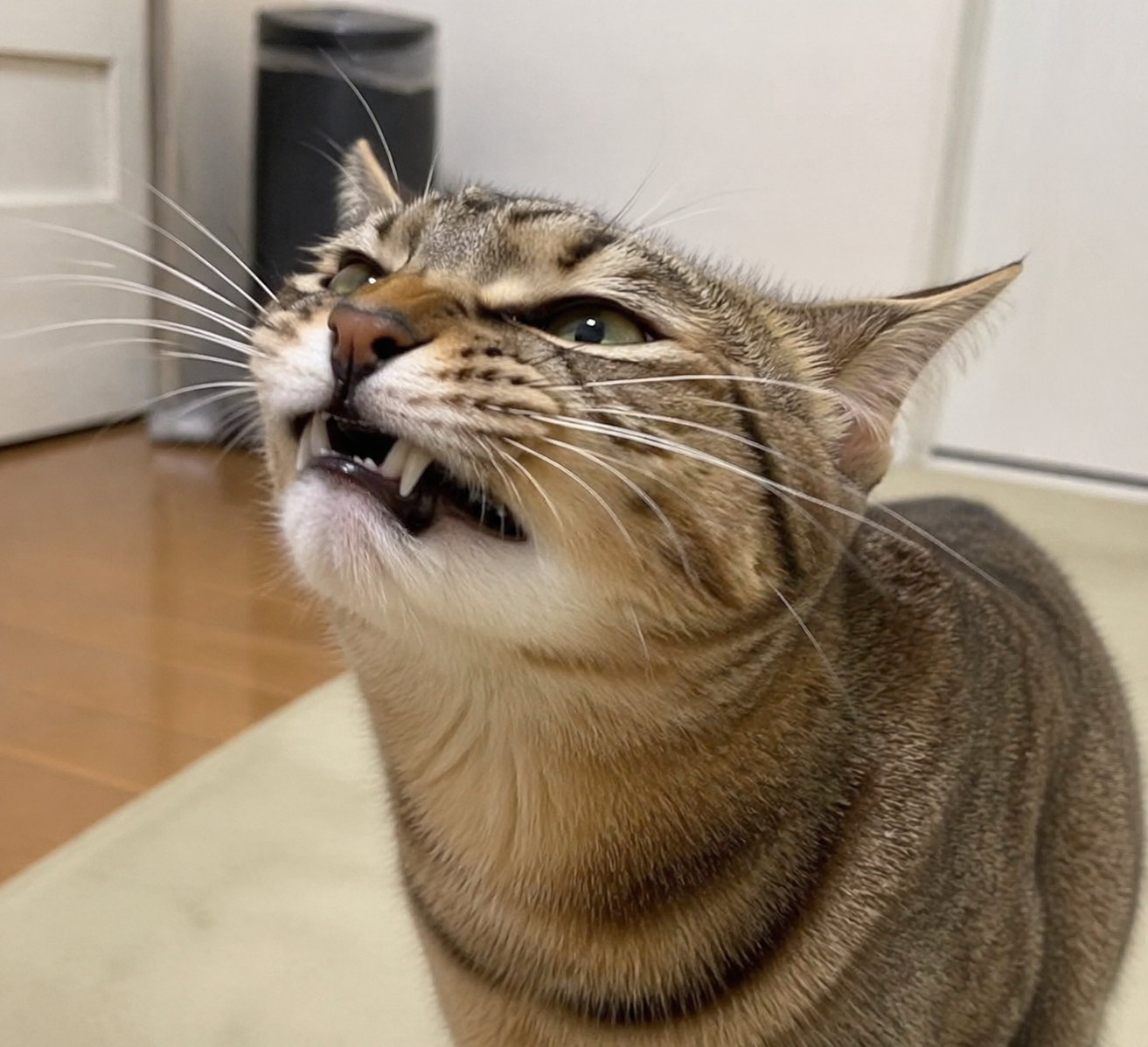 「1万円あげるから足の裏のにおいを嗅がせて」歩行者の女性が不審な男に声かけられる…　阪急西院駅近くの路上