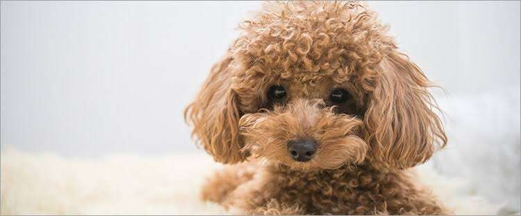 欲しいものを言うとガル民が画像でプレゼントしてくれるトピPart14