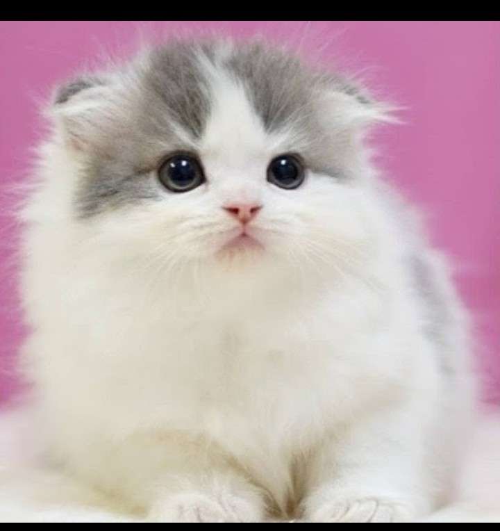 欲しいものを言うとガル民が画像でプレゼントしてくれるトピPart14