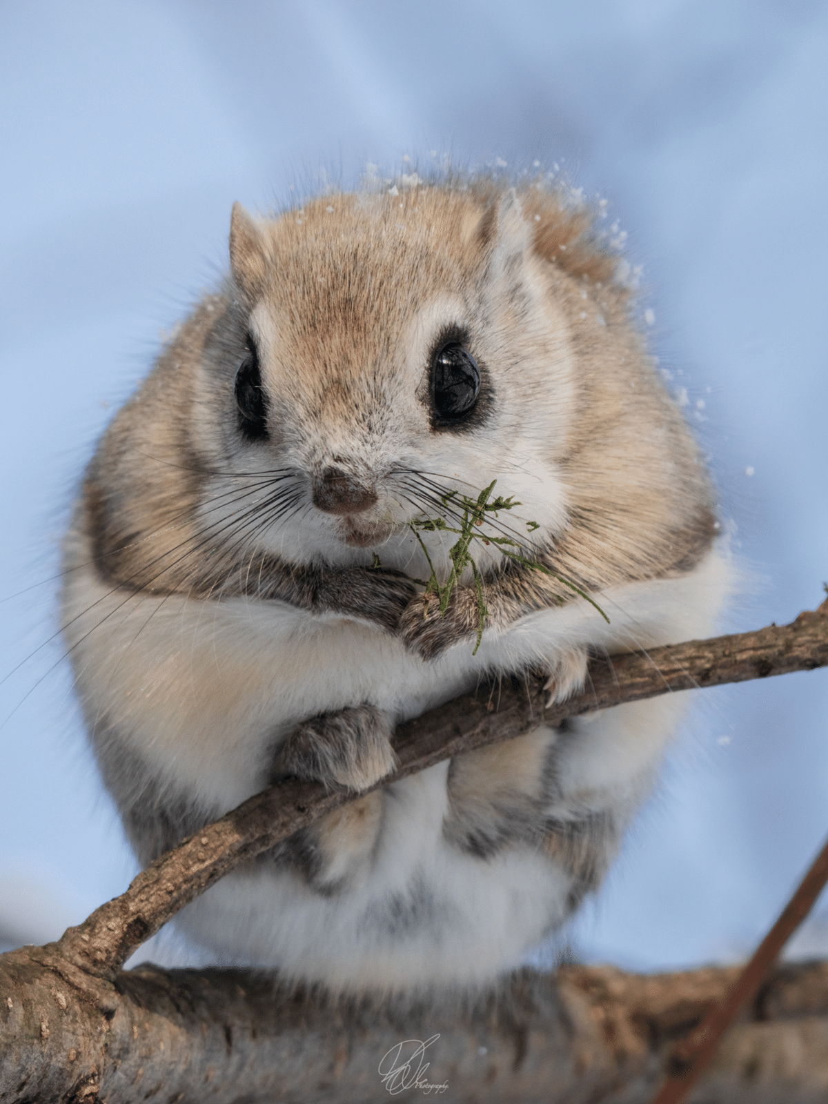 欲しいものを言うとガル民が画像でプレゼントしてくれるトピPart14