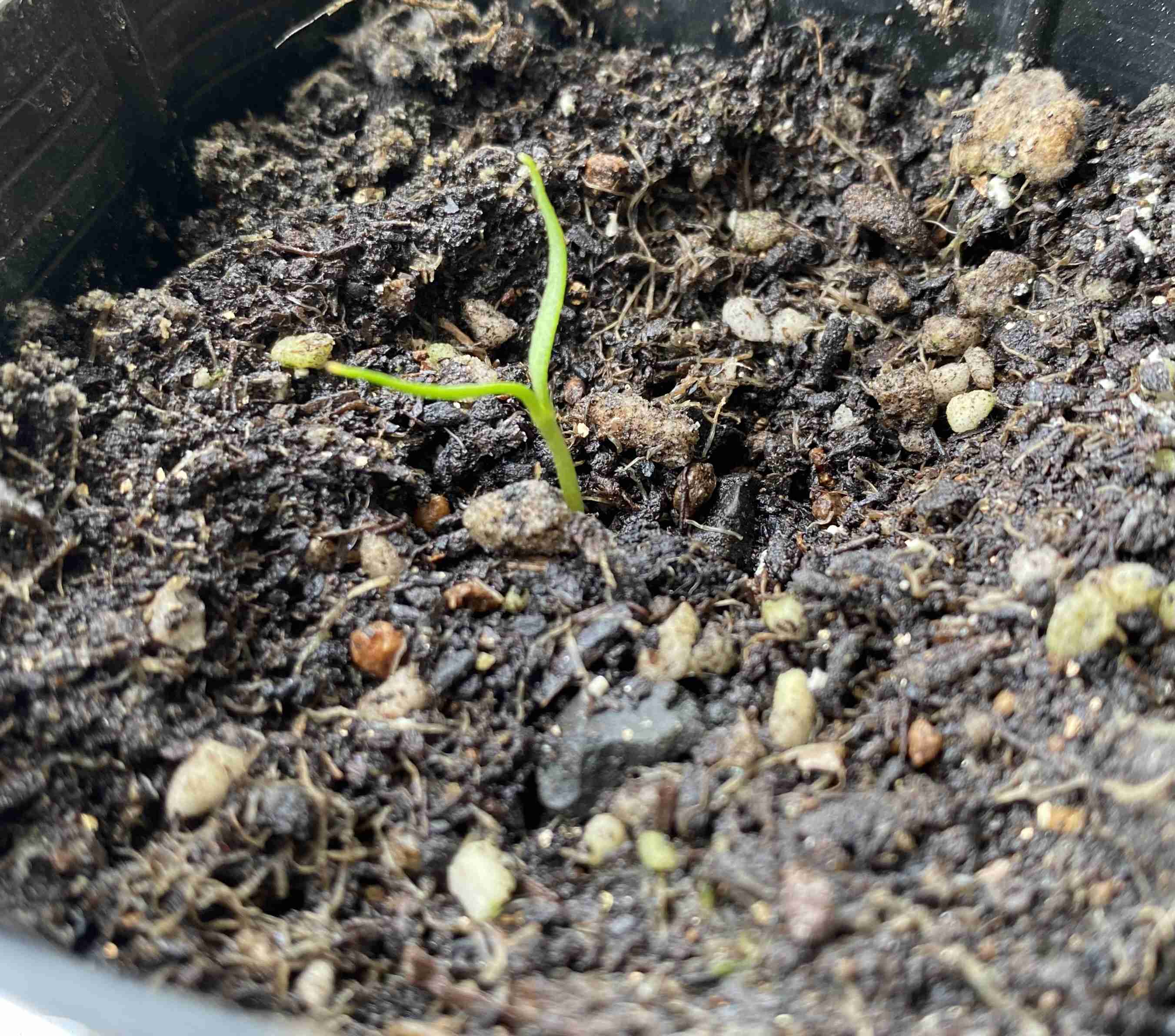 みんな楽しいことある？教えて