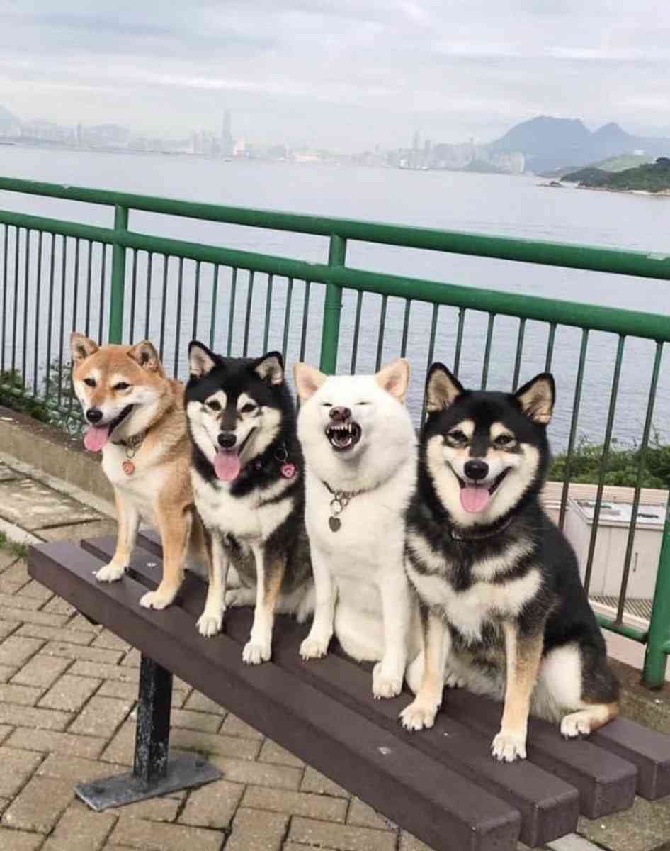 みんな楽しいことある？教えて