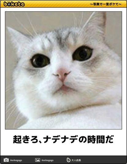 「猫を1日放置した飼い主からは罰金を徴収」スウェーデンで、新たな規制が始まる