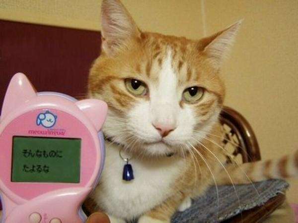 「猫を1日放置した飼い主からは罰金を徴収」スウェーデンで、新たな規制が始まる