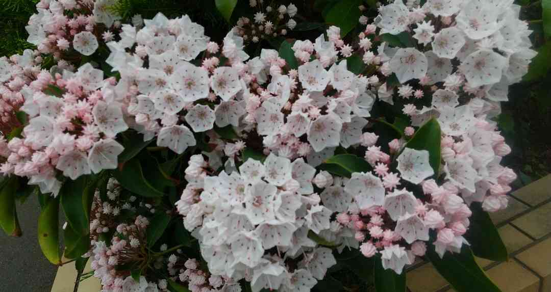 そのオレンジの花、絶対に触ってはいけない理由。東京農大の注意喚起に「よく見かける」「毎年庭に…」