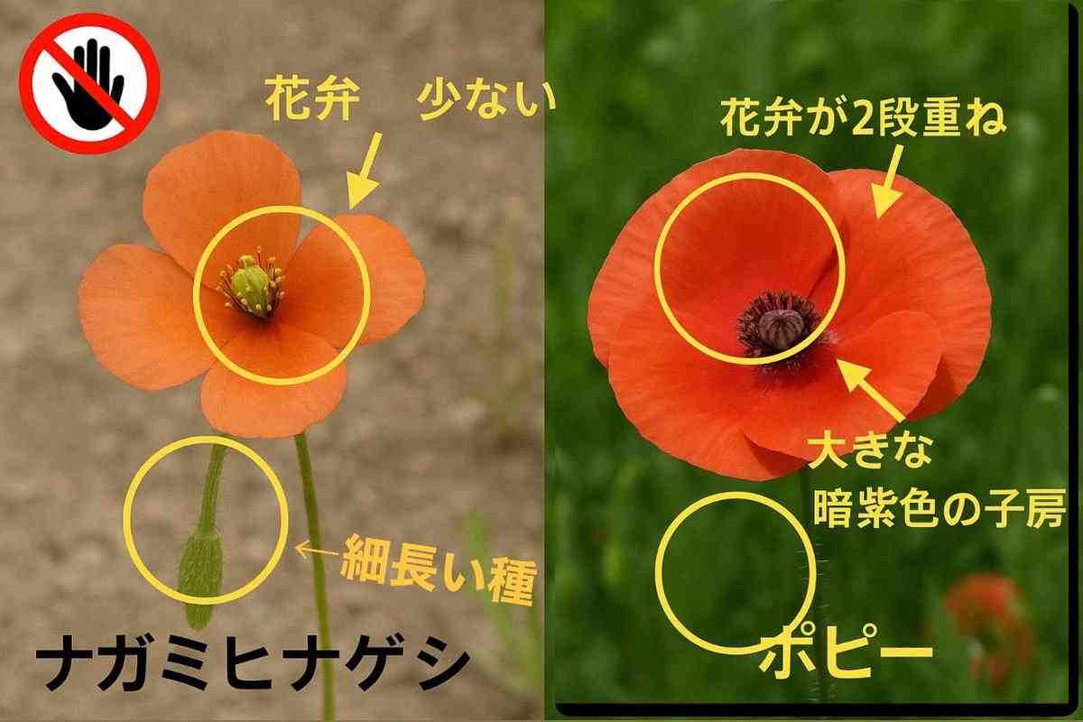 そのオレンジの花、絶対に触ってはいけない理由。東京農大の注意喚起に「よく見かける」「毎年庭に…」