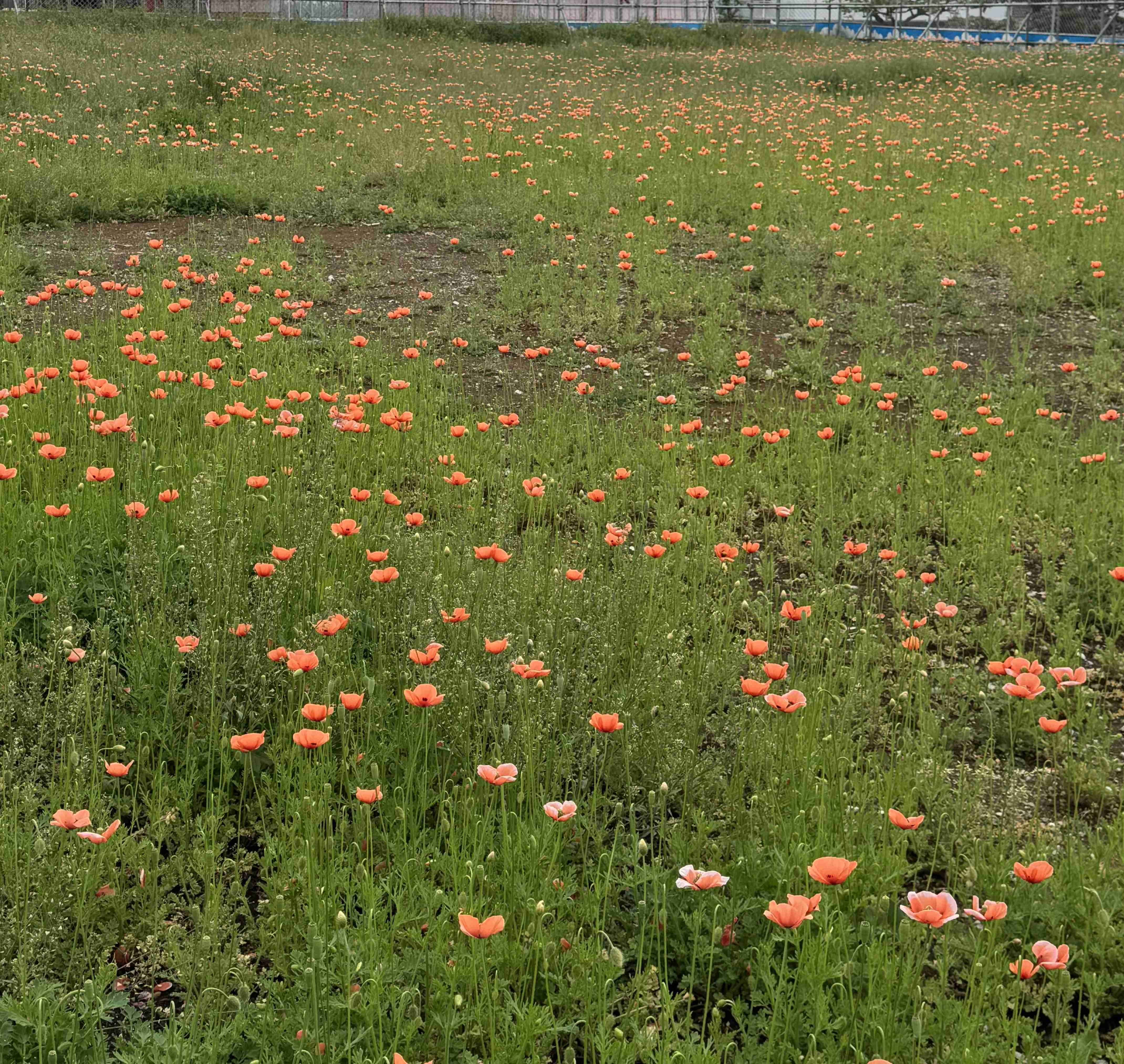そのオレンジの花、絶対に触ってはいけない理由。東京農大の注意喚起に「よく見かける」「毎年庭に…」