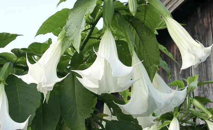 そのオレンジの花、絶対に触ってはいけない理由。東京農大の注意喚起に「よく見かける」「毎年庭に…」