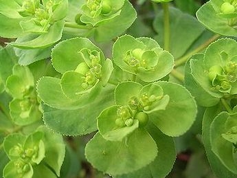 そのオレンジの花、絶対に触ってはいけない理由。東京農大の注意喚起に「よく見かける」「毎年庭に…」