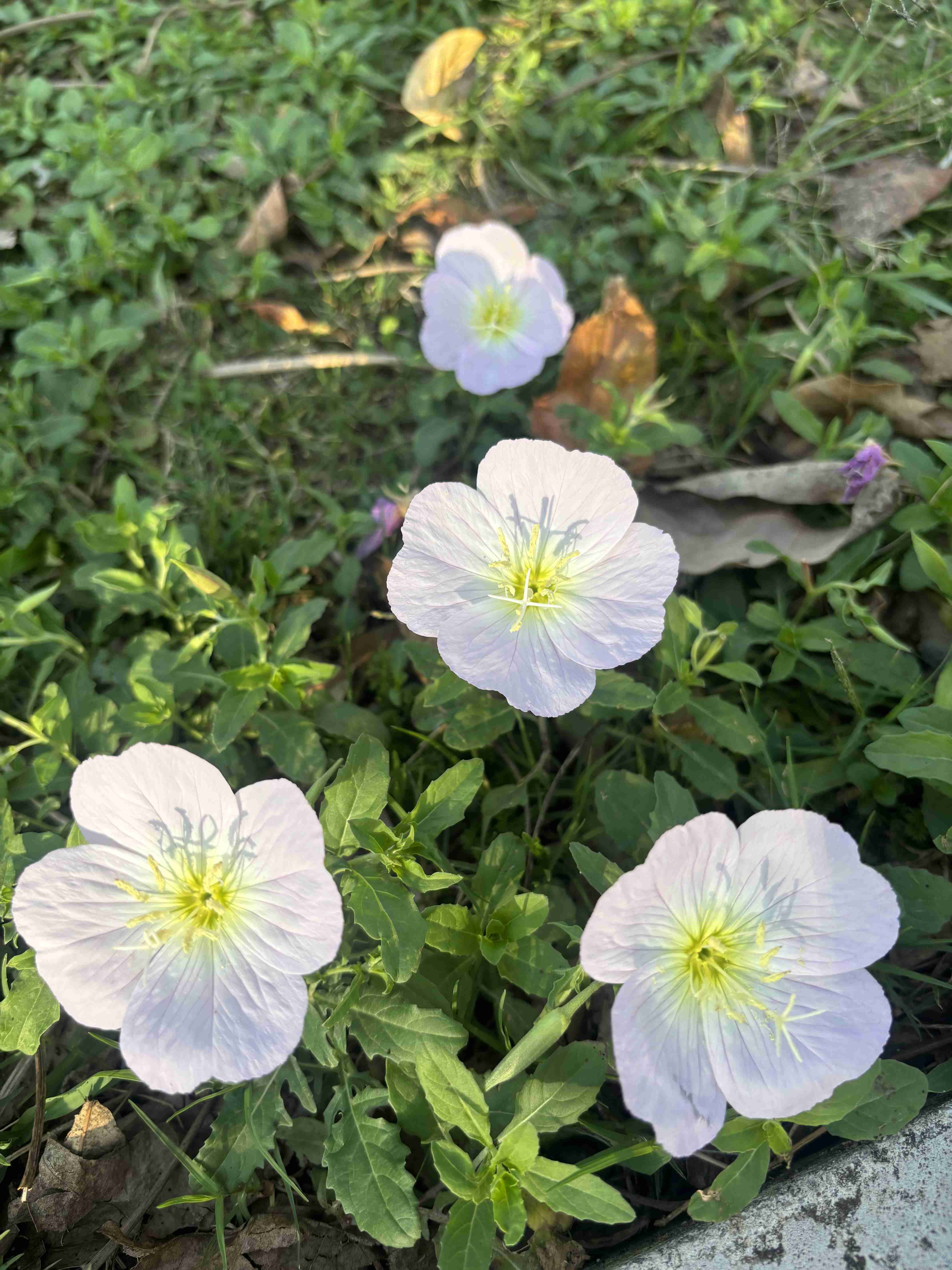 そのオレンジの花、絶対に触ってはいけない理由。東京農大の注意喚起に「よく見かける」「毎年庭に…」