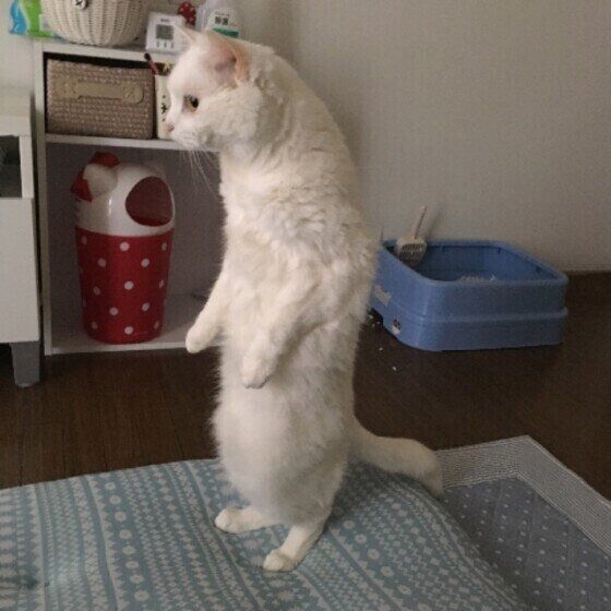 猫背にならない椅子
