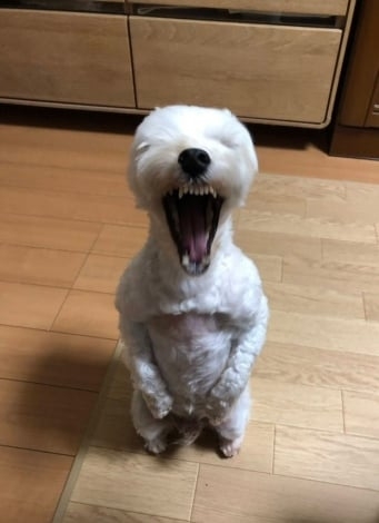 妖怪っぽい画像トピ