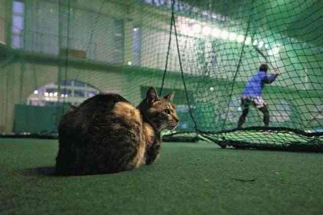 【西武】ネコが球場侵入で若獅子の顔ゆるむ　本拠地ベルーナドーム２軍戦にリアル「べるーにゃ」