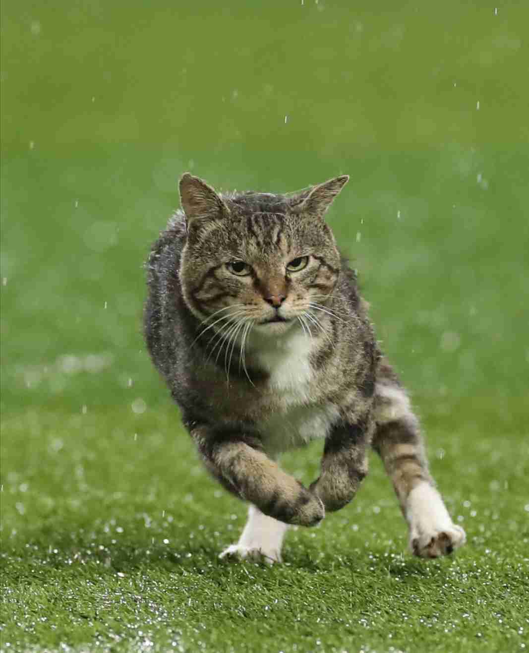 【西武】ネコが球場侵入で若獅子の顔ゆるむ　本拠地ベルーナドーム２軍戦にリアル「べるーにゃ」