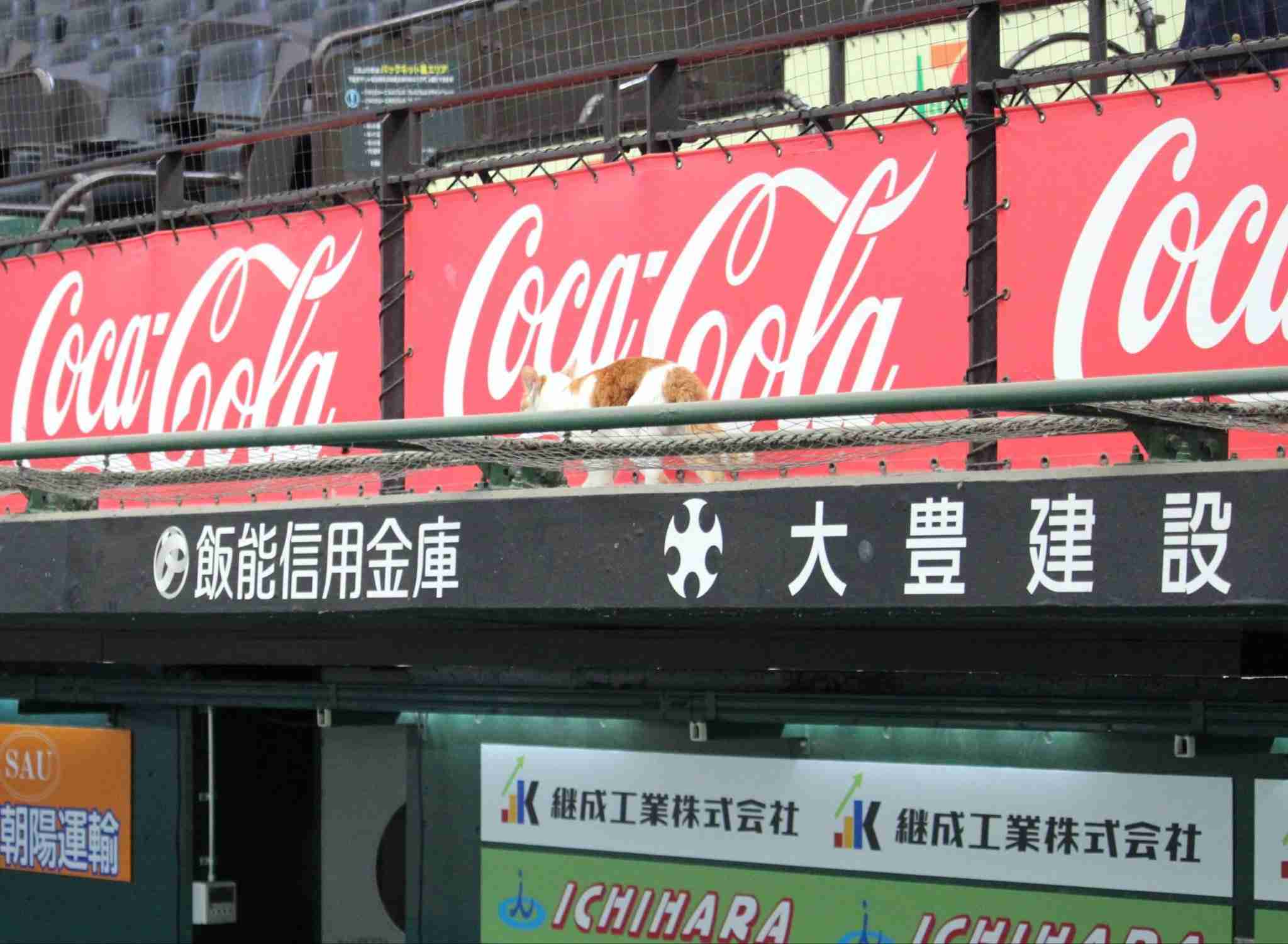 【西武】ネコが球場侵入で若獅子の顔ゆるむ　本拠地ベルーナドーム２軍戦にリアル「べるーにゃ」