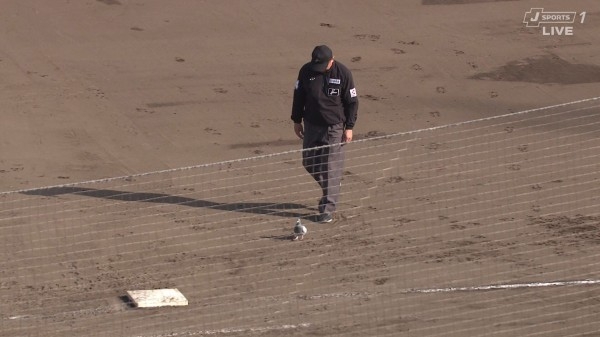 【西武】ネコが球場侵入で若獅子の顔ゆるむ　本拠地ベルーナドーム２軍戦にリアル「べるーにゃ」