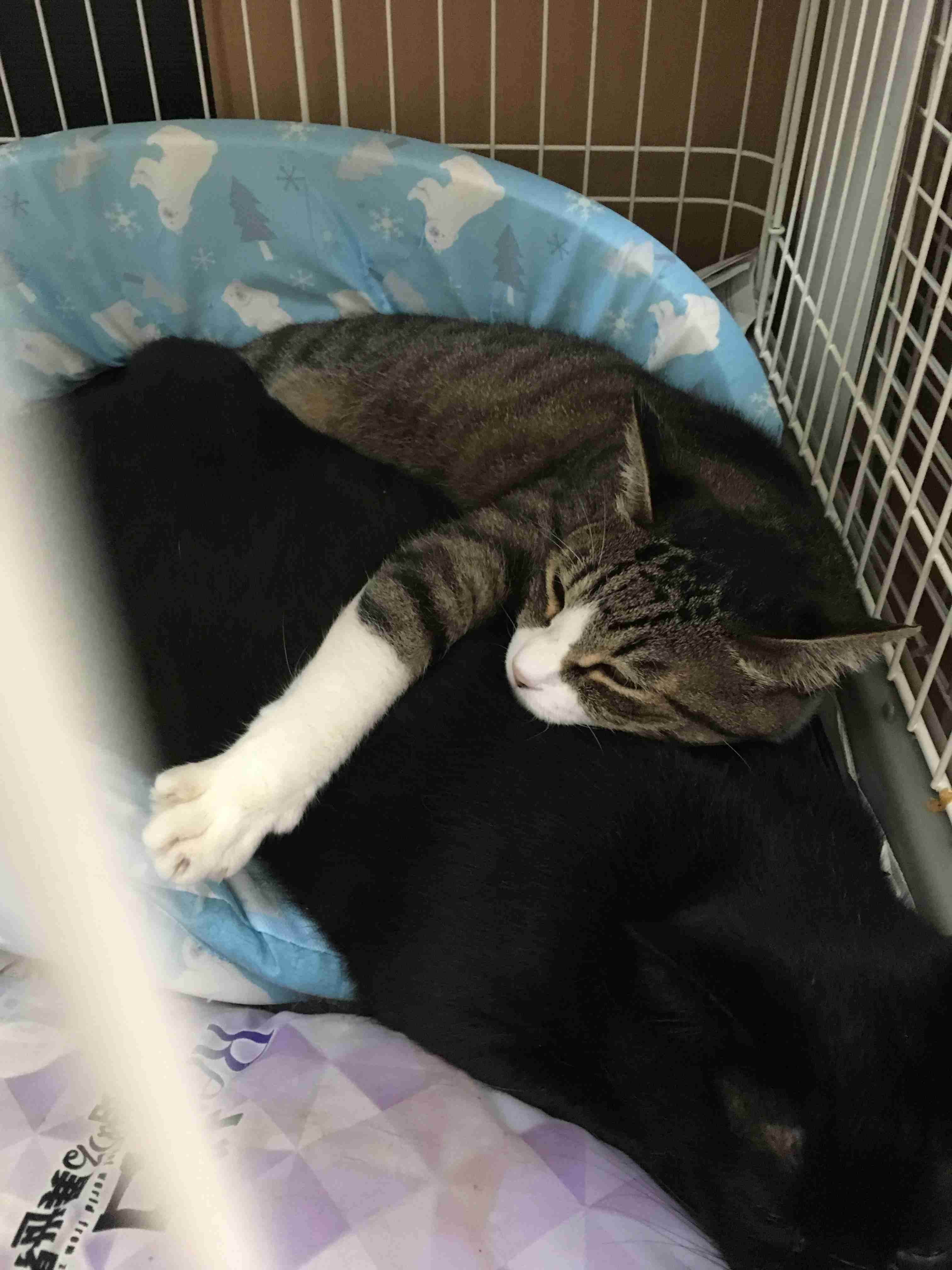 カップルに見える画像を貼ってください