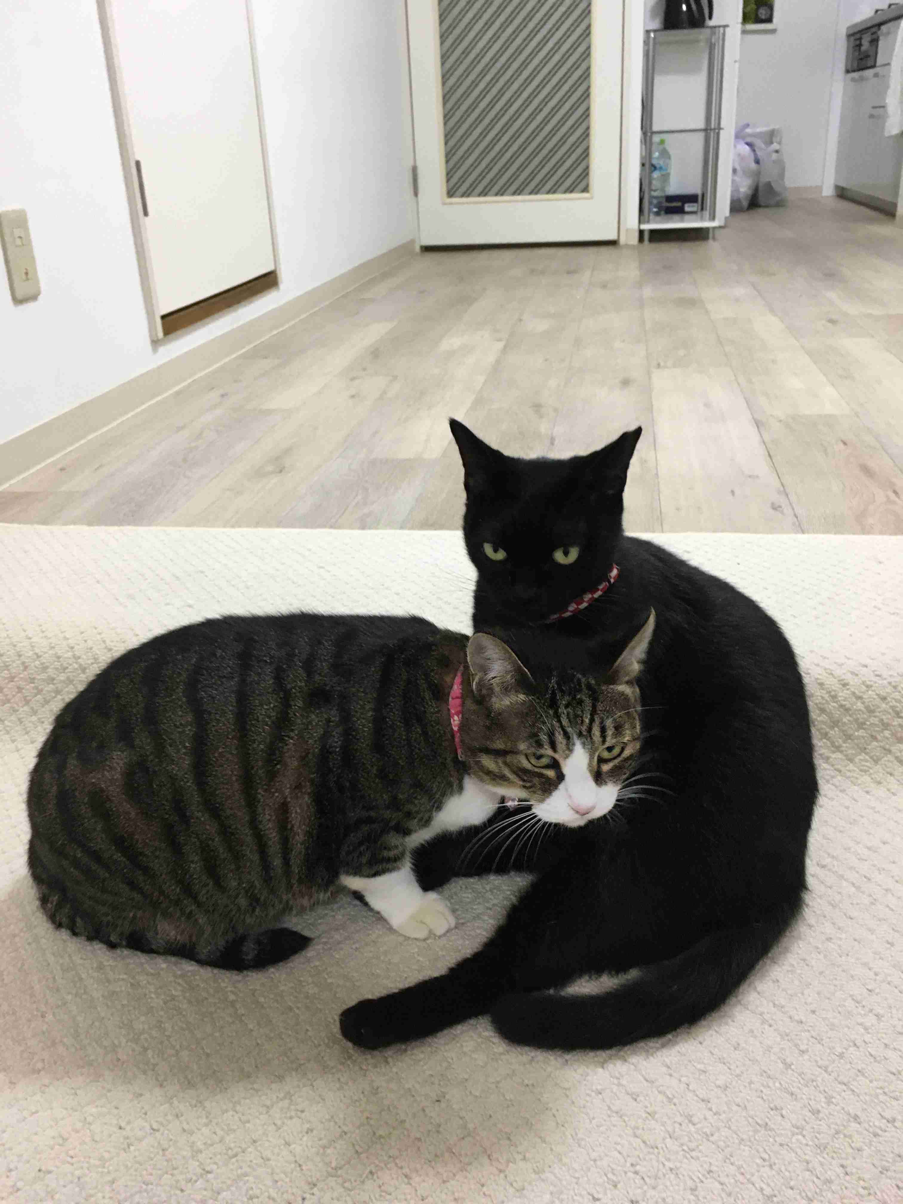 カップルに見える画像を貼ってください