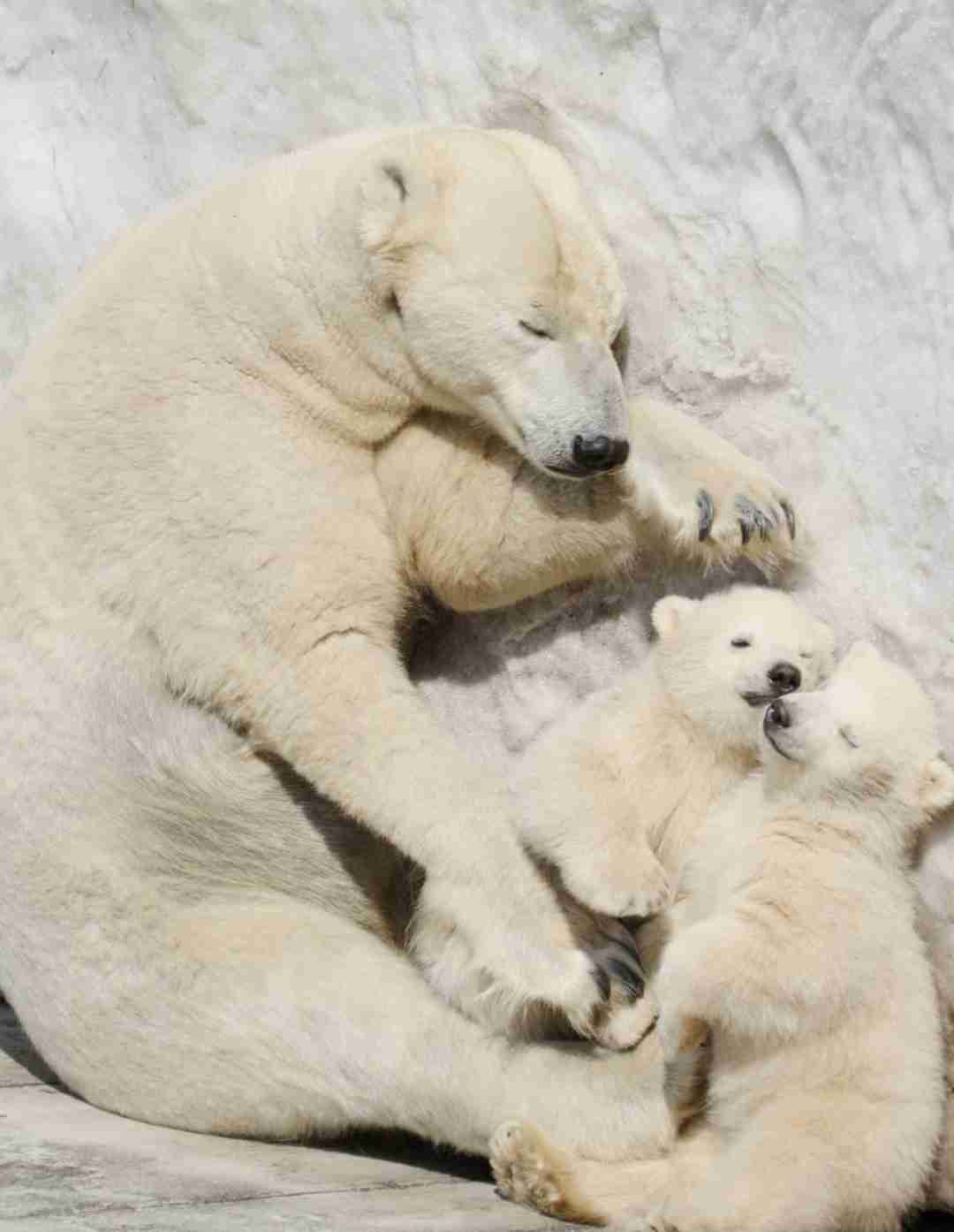 ホッキョクグマが好きな人集まれ🐻‍❄️