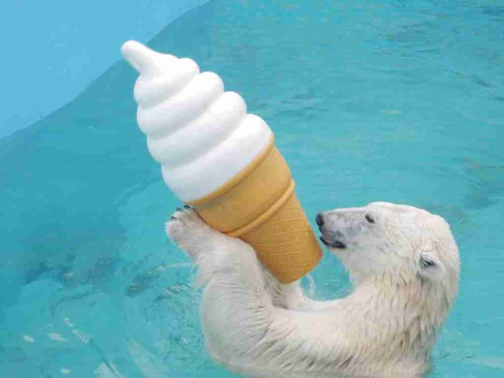ホッキョクグマが好きな人集まれ🐻‍❄️