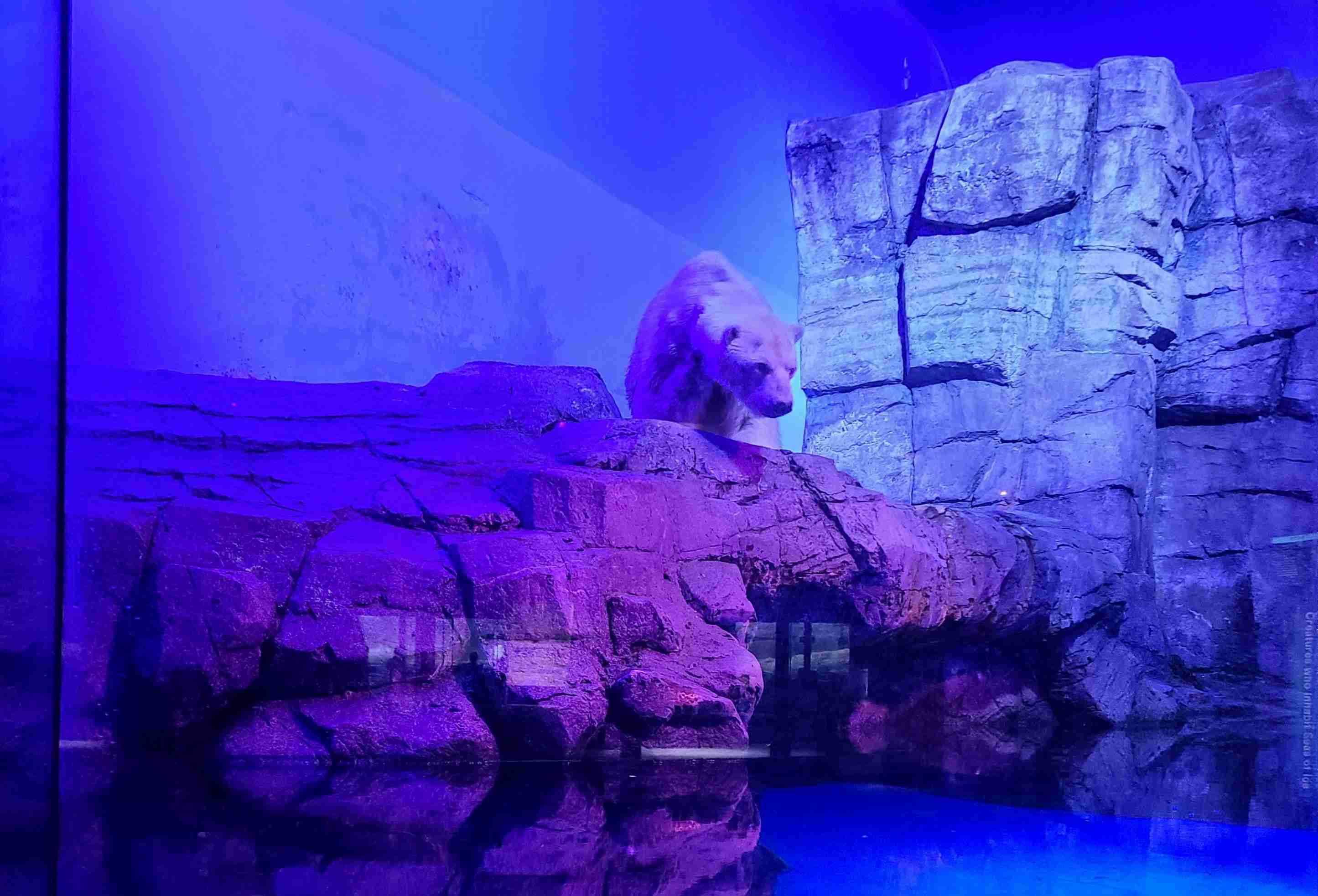 ホッキョクグマが好きな人集まれ🐻‍❄️