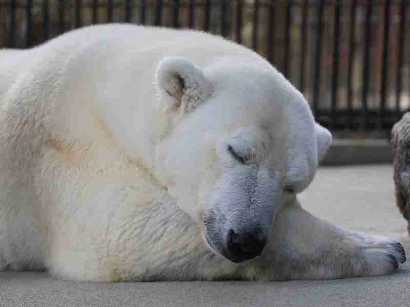 ホッキョクグマが好きな人集まれ🐻‍❄️