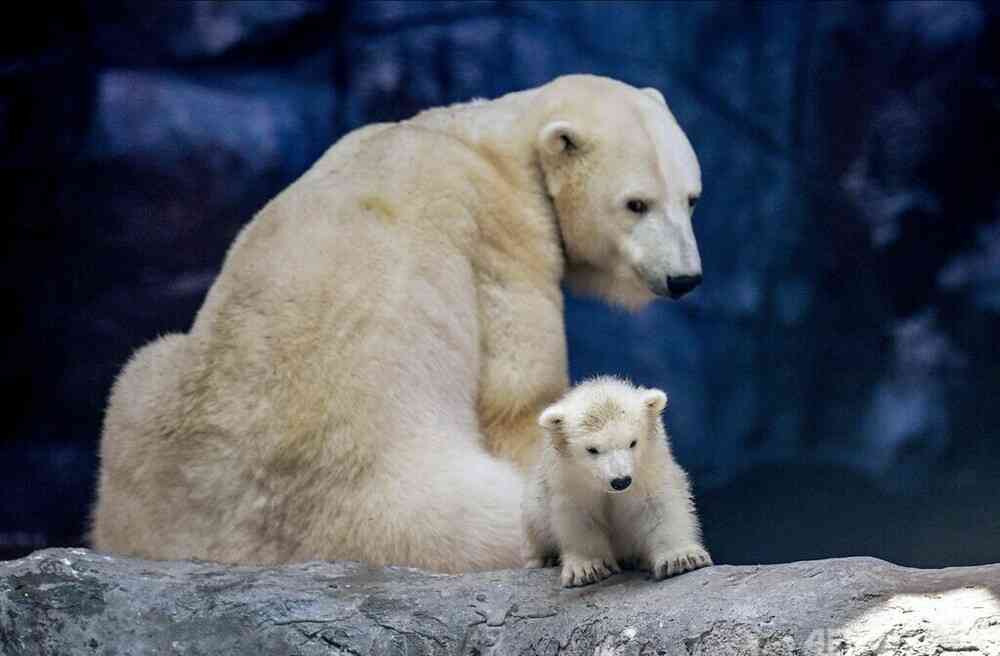 ホッキョクグマが好きな人集まれ🐻‍❄️
