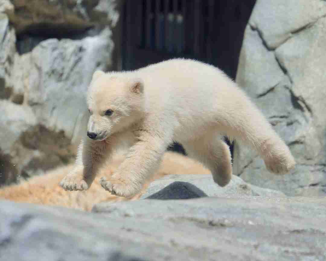 ホッキョクグマが好きな人集まれ🐻‍❄️