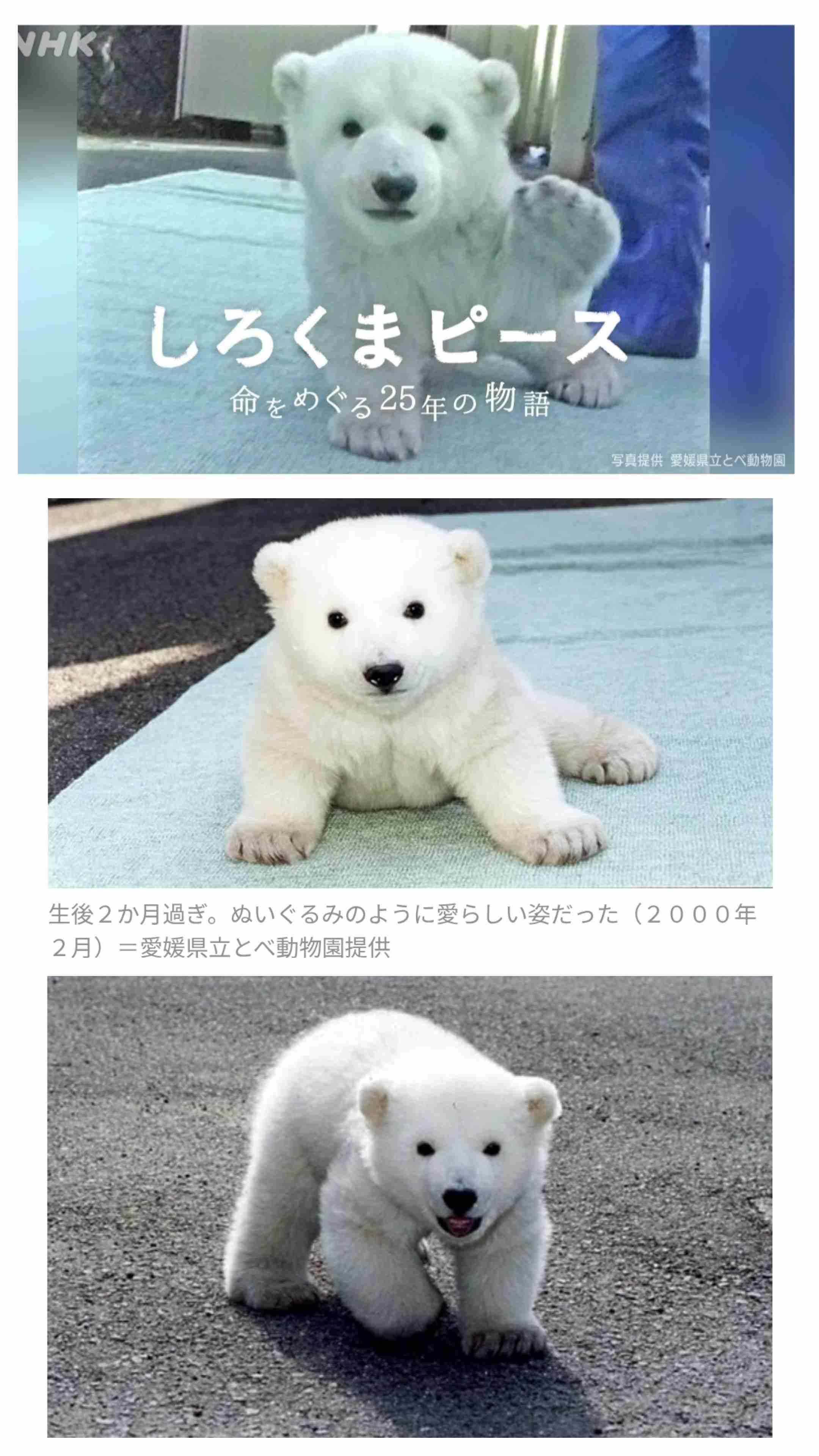 ホッキョクグマが好きな人集まれ🐻‍❄️