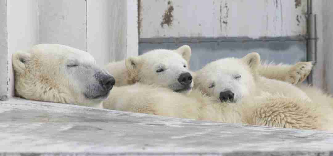 ホッキョクグマが好きな人集まれ🐻‍❄️