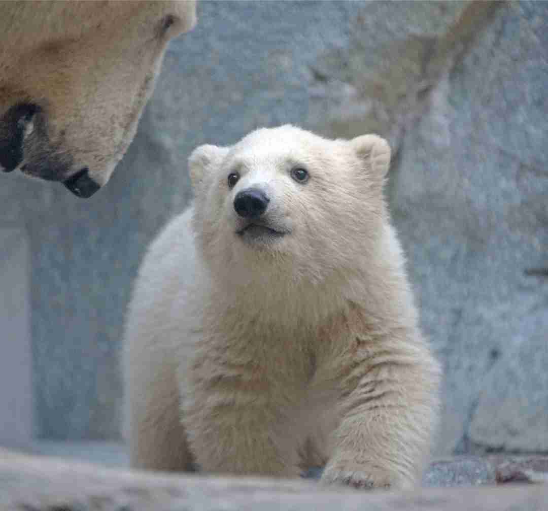 ホッキョクグマが好きな人集まれ🐻‍❄️