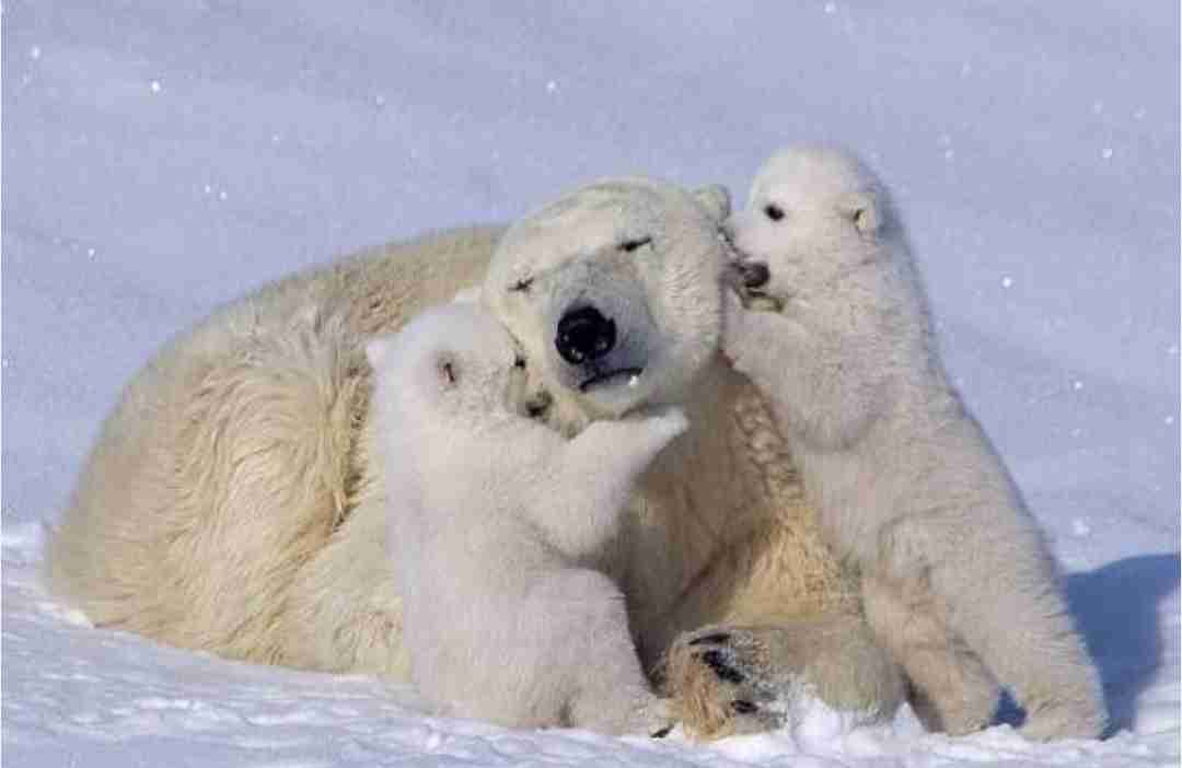 ホッキョクグマが好きな人集まれ🐻‍❄️