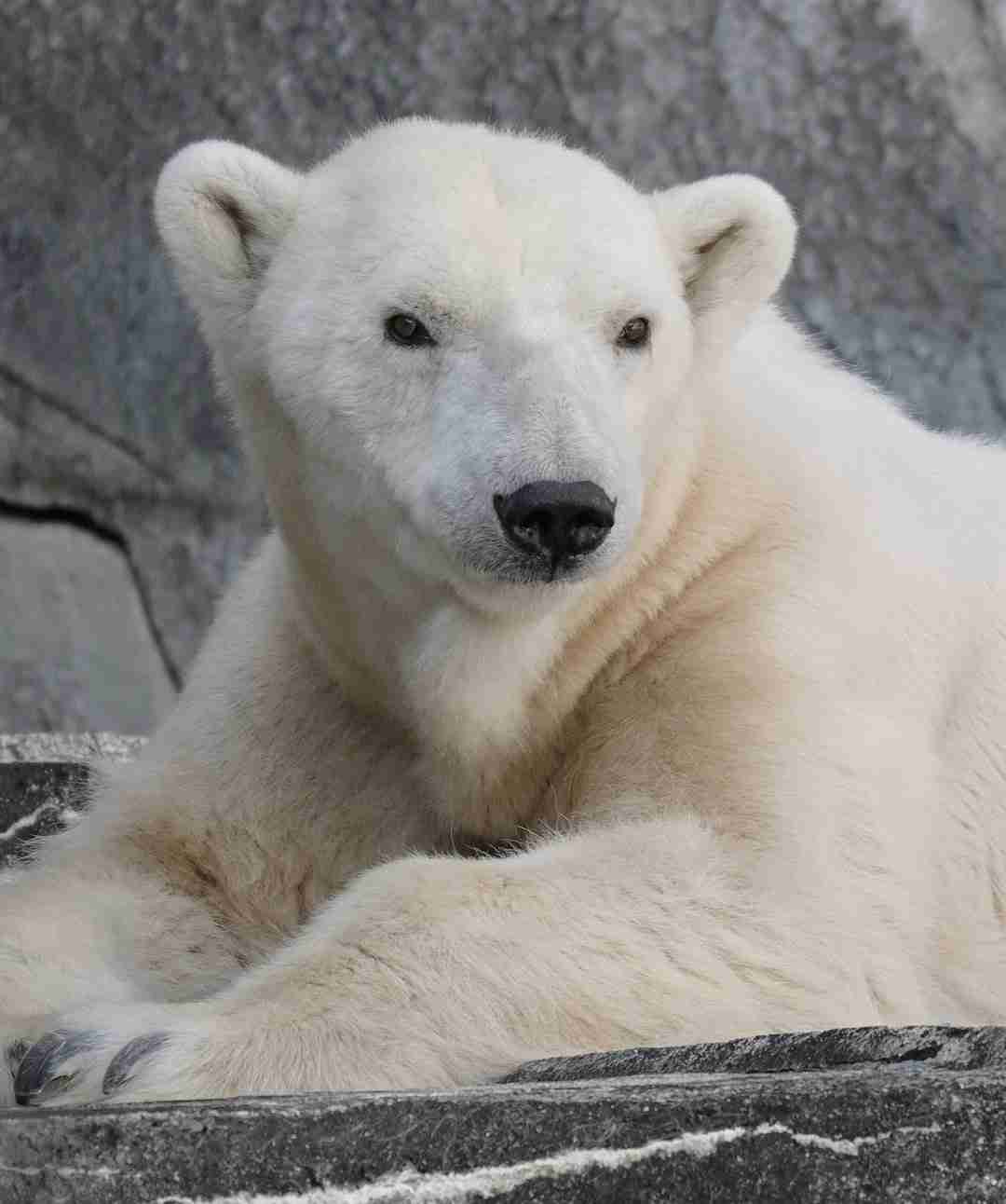 ホッキョクグマが好きな人集まれ🐻‍❄️