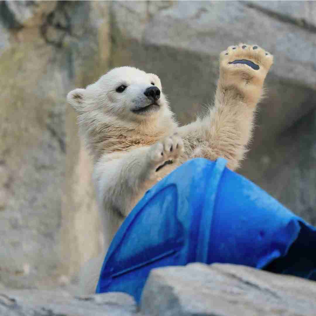 ホッキョクグマが好きな人集まれ🐻‍❄️