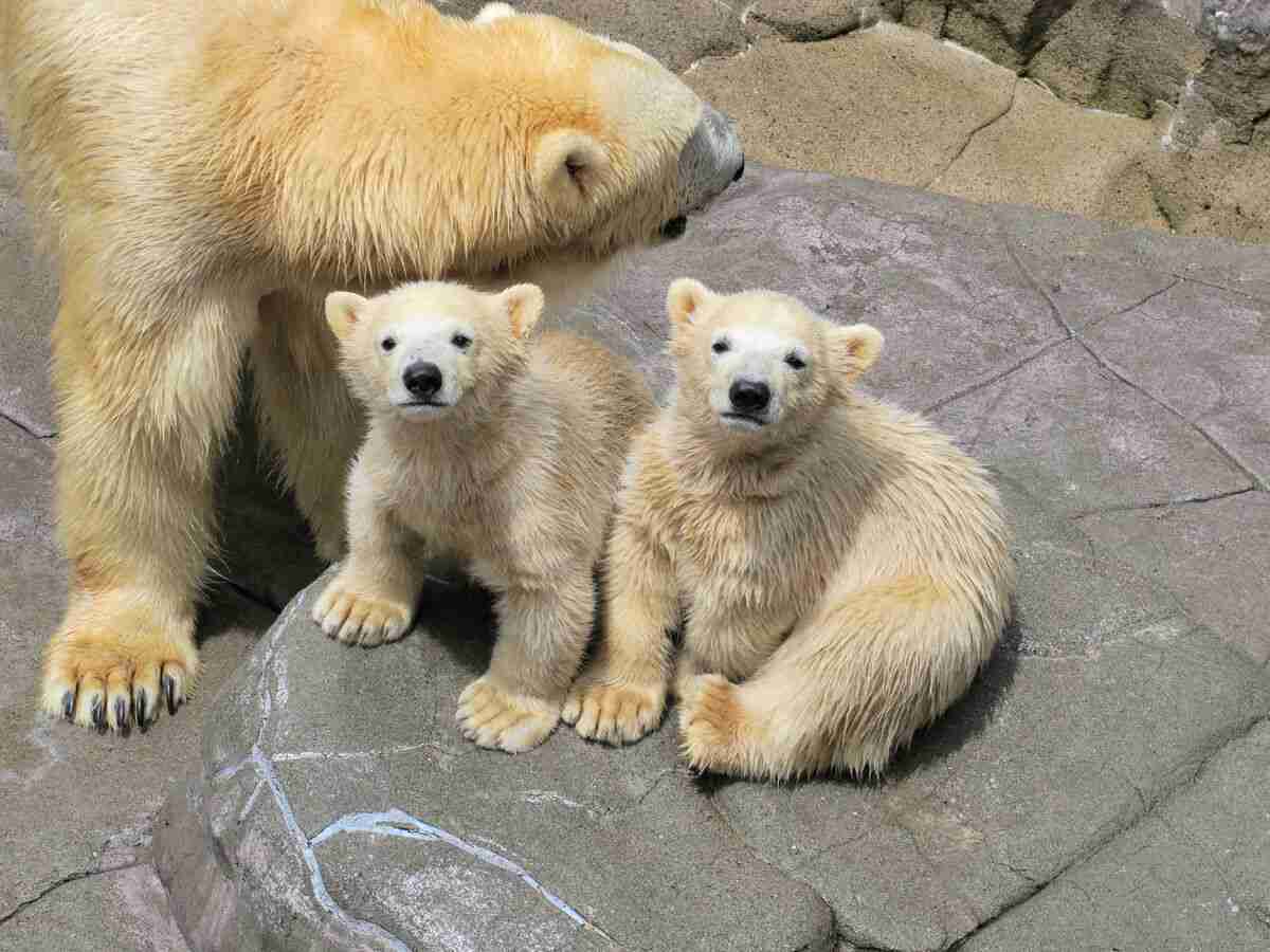 ホッキョクグマが好きな人集まれ🐻‍❄️