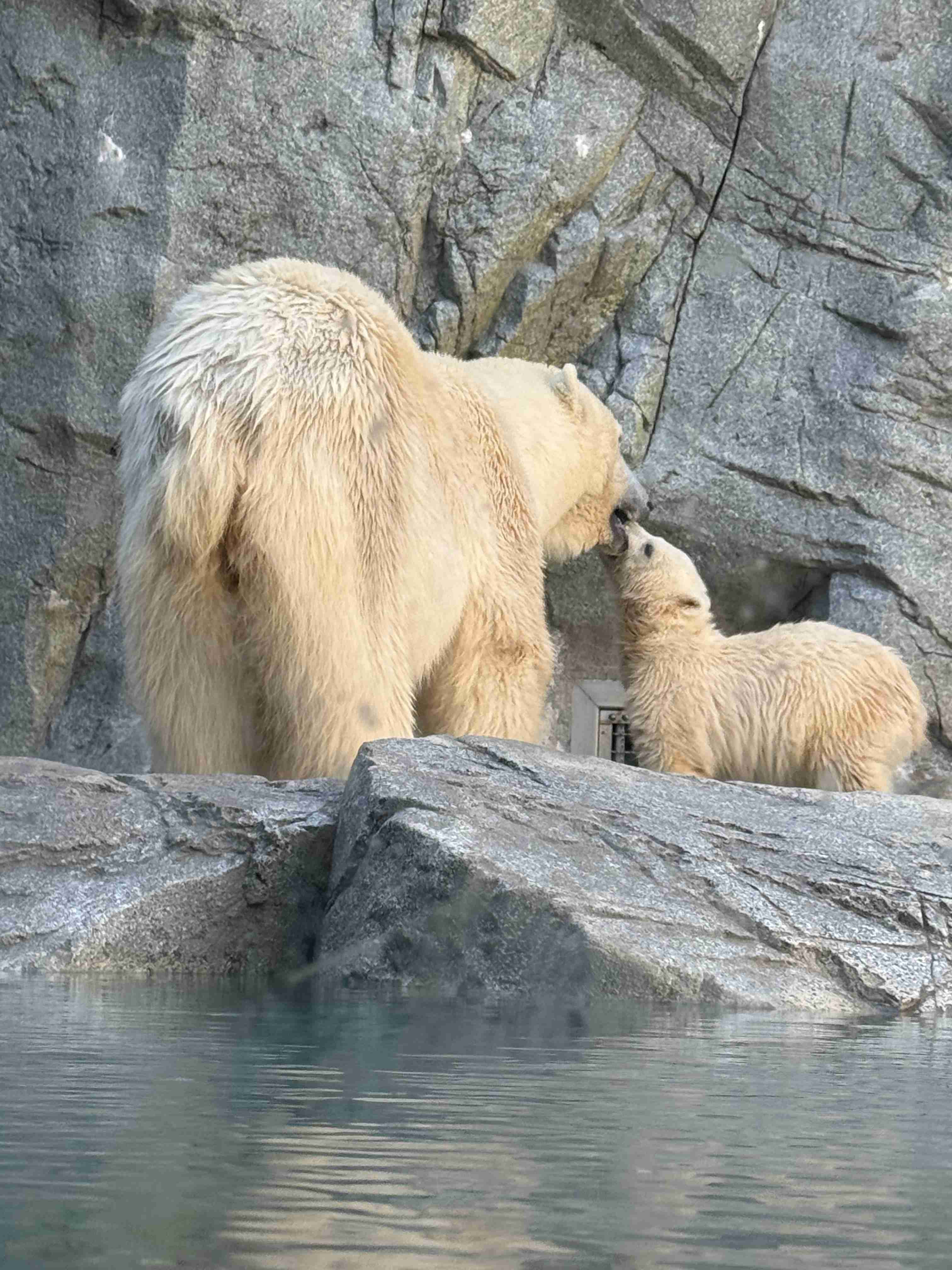 ホッキョクグマが好きな人集まれ🐻‍❄️