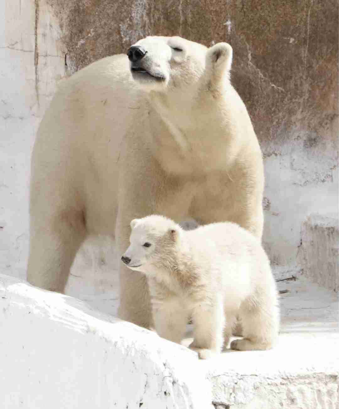 ホッキョクグマが好きな人集まれ🐻‍❄️