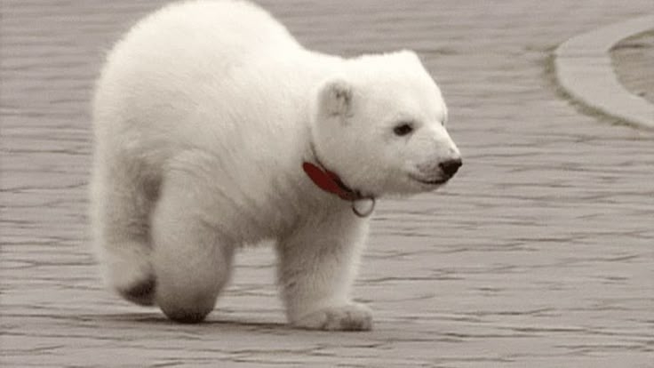 ホッキョクグマが好きな人集まれ🐻‍❄️