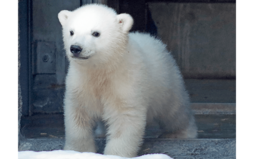 ホッキョクグマが好きな人集まれ🐻‍❄️