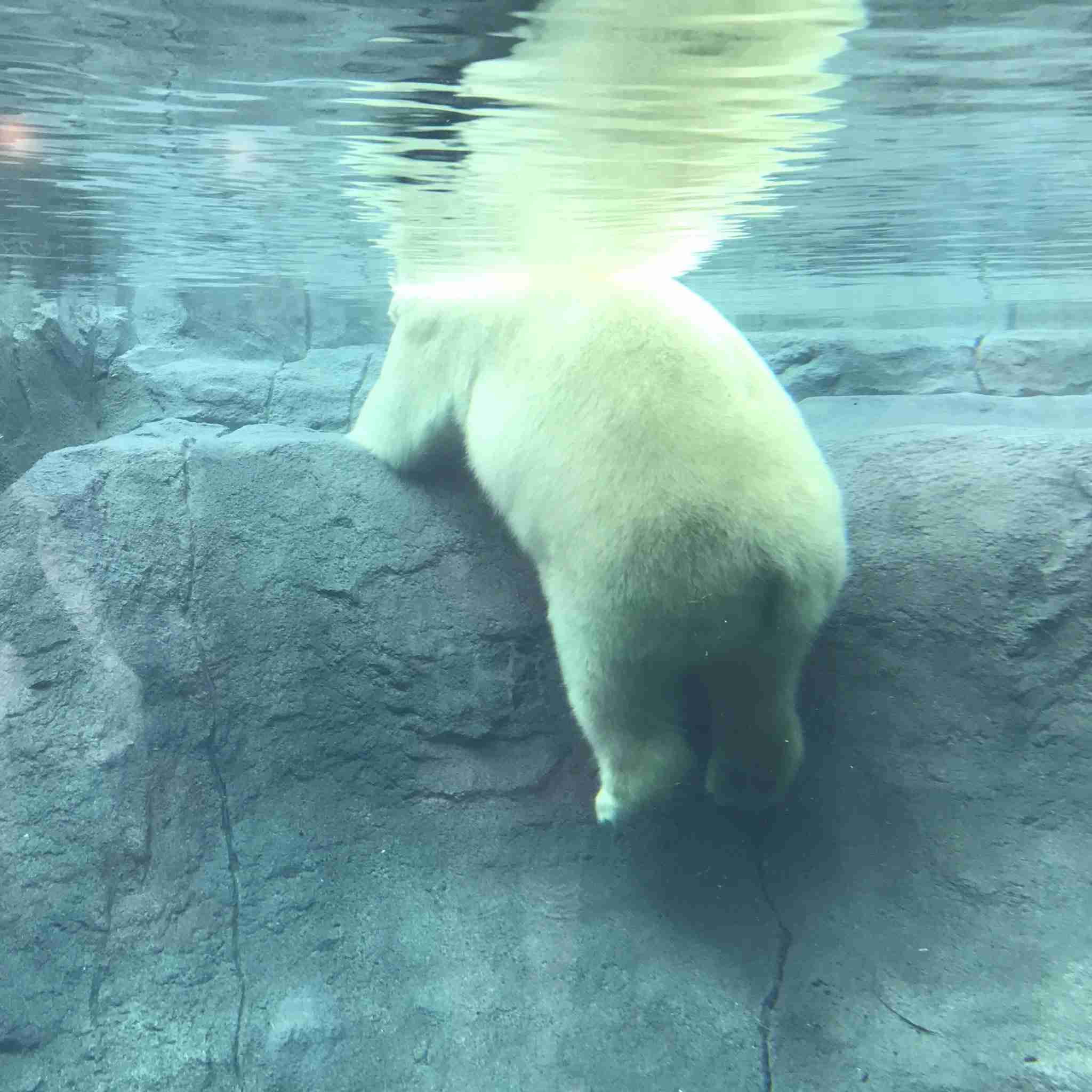 ホッキョクグマが好きな人集まれ🐻‍❄️