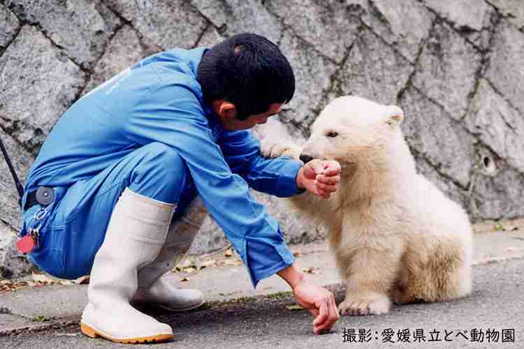 ホッキョクグマが好きな人集まれ🐻‍❄️