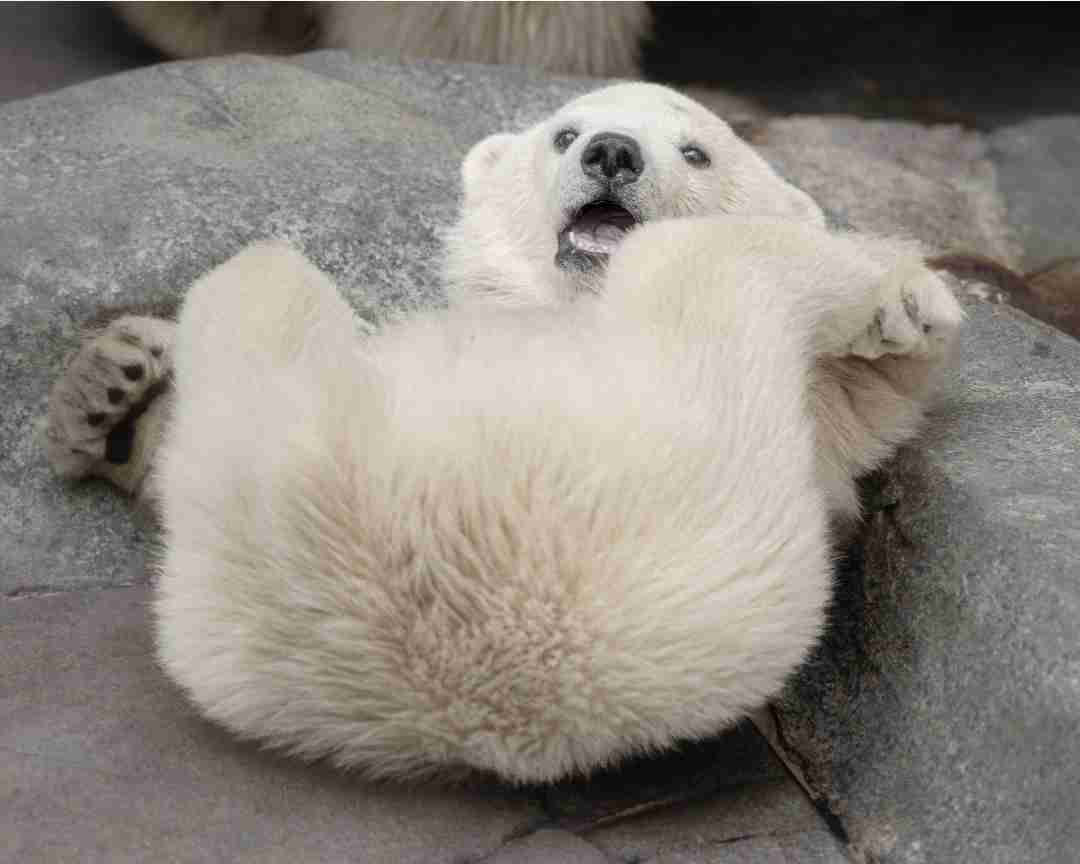 ホッキョクグマが好きな人集まれ🐻‍❄️