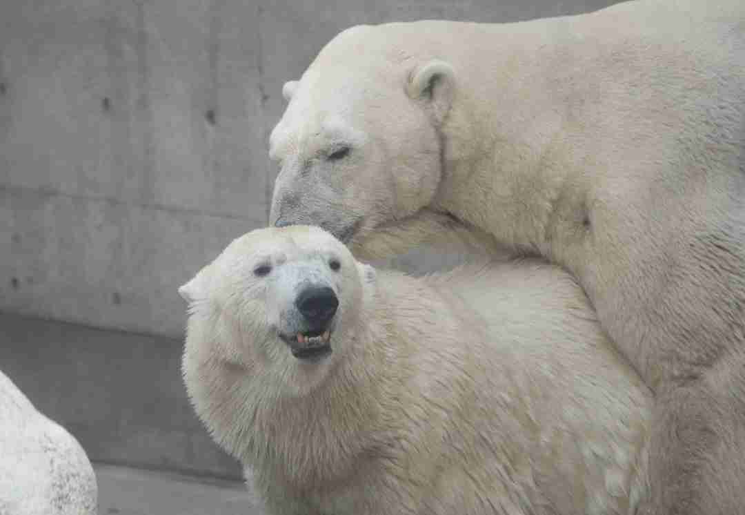 ホッキョクグマが好きな人集まれ🐻‍❄️