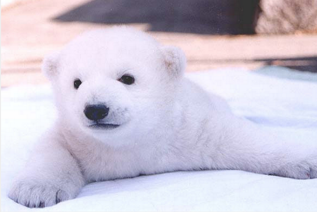 ホッキョクグマが好きな人集まれ🐻‍❄️