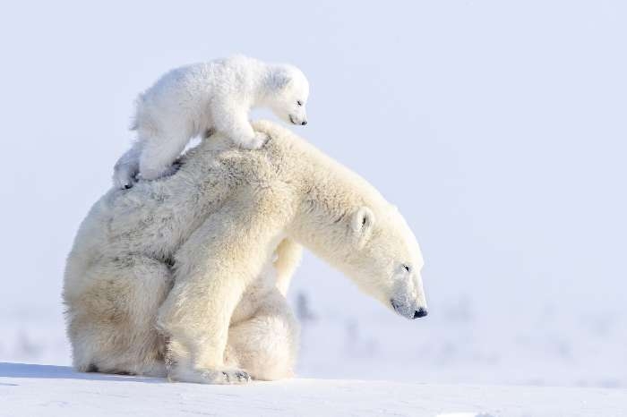 ホッキョクグマが好きな人集まれ🐻‍❄️