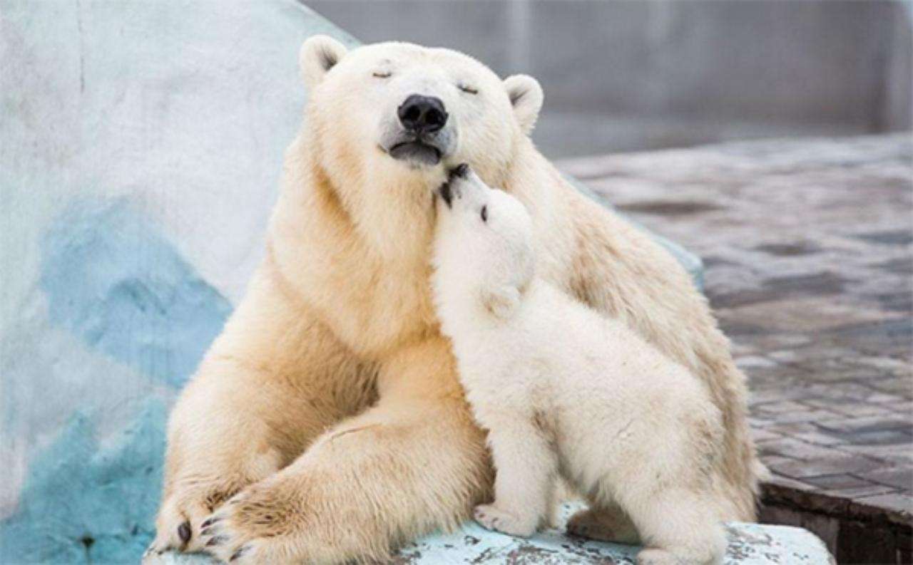 ホッキョクグマが好きな人集まれ🐻‍❄️