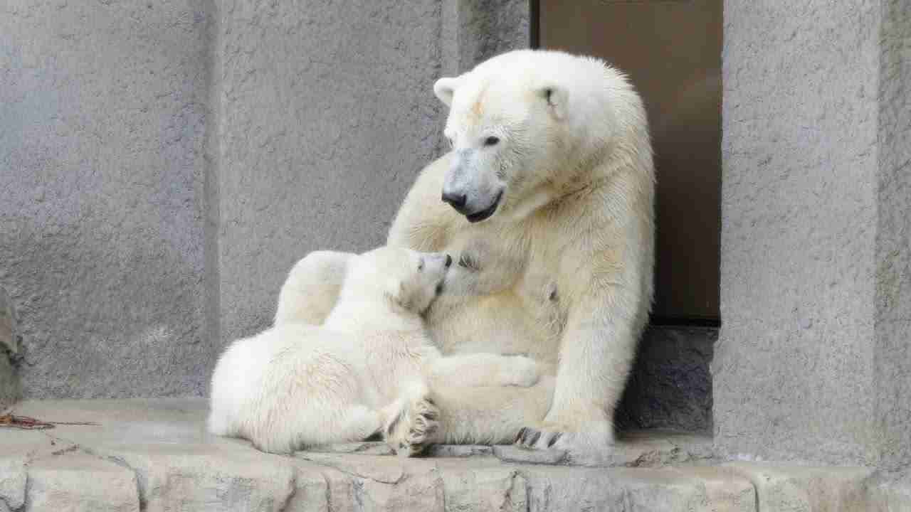 ホッキョクグマが好きな人集まれ🐻‍❄️